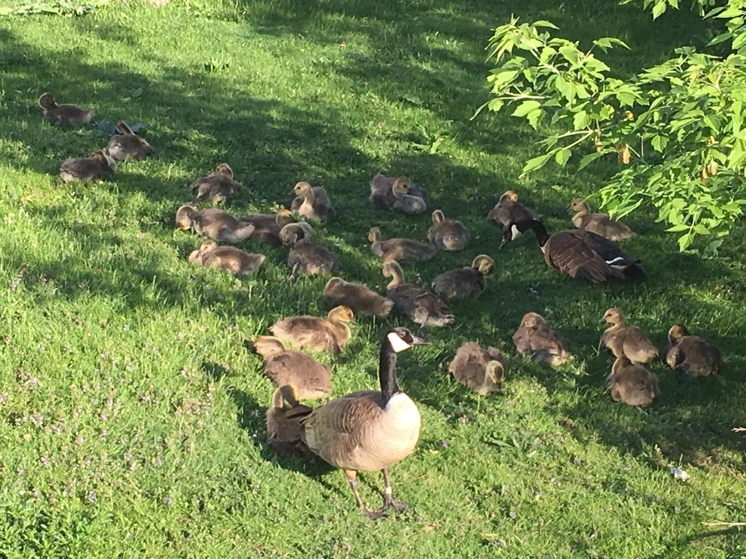 Tons of goslings