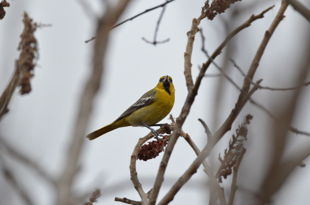 A baltimore oriole perched on a branch