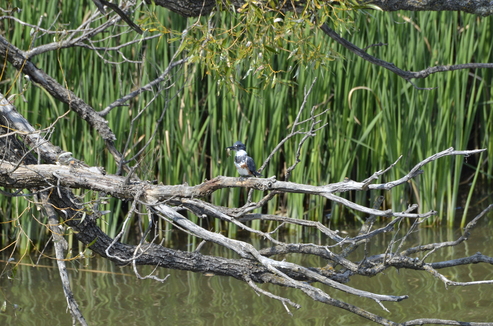 A belted kingfisher on a tree branch with a fish in its mouth