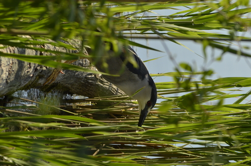 A black crowned night heron