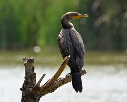 A cormorant on a downed log