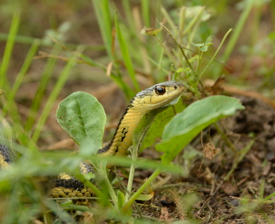 A eastern gartner snake hides in the grass