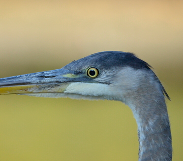 A great blue heron