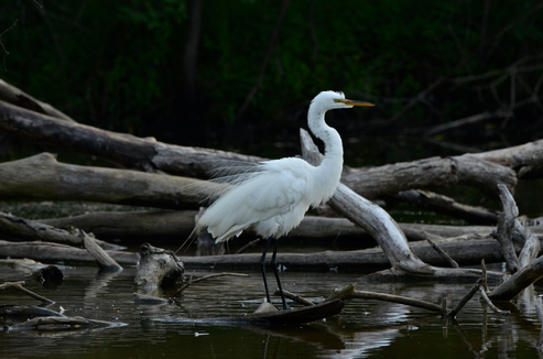 A great white egret