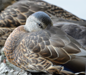 A mallard duck