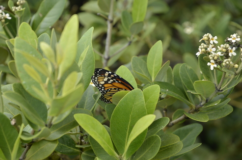 A monarch butterfly hidden among leaves