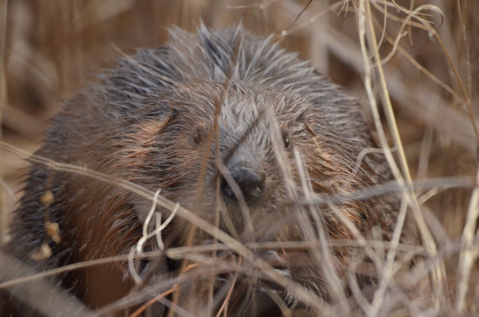 A North American Beaver