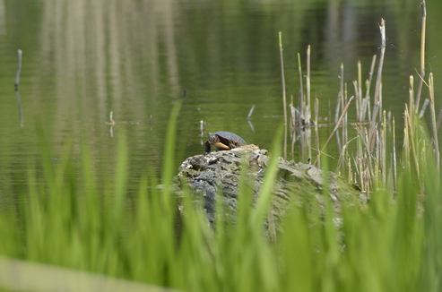 A painted turtle basking on a log