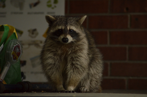 A racoon eating my trash